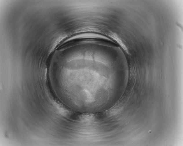 X0000099380110200805081454