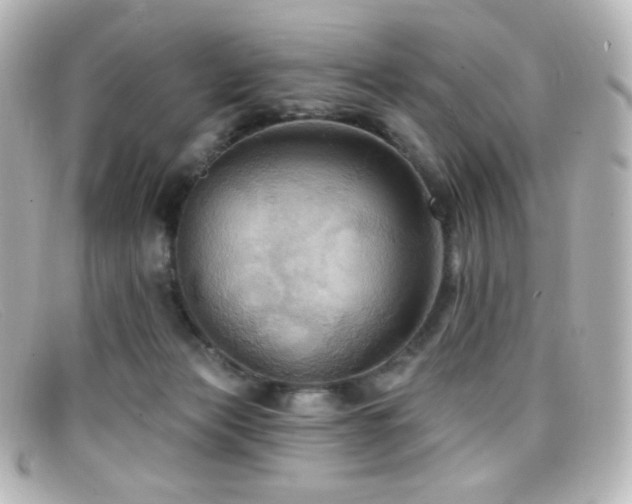 X0000099380173200805081454