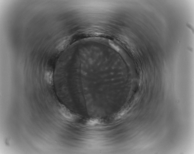 X0000099380177200805081454