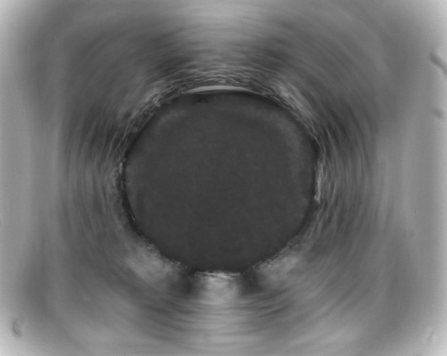 X0000099380229200805081453