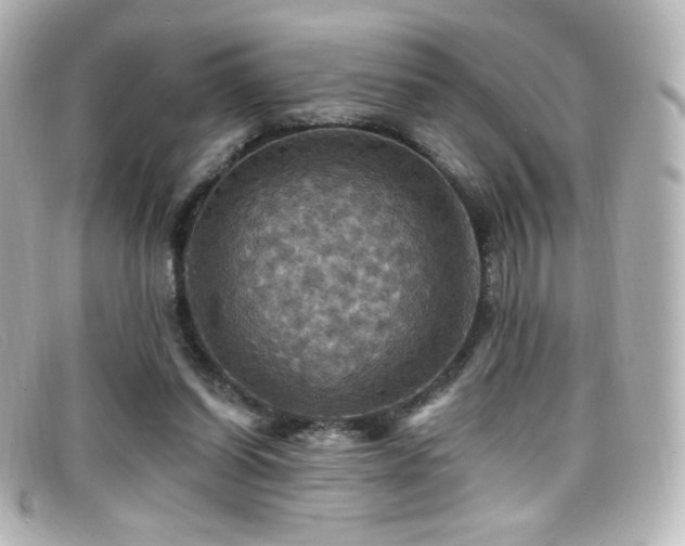 X0000099380254200805081452