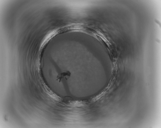 X0000099380293200805081452