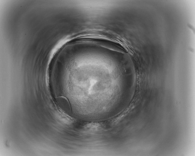 X0000099380294200805081452