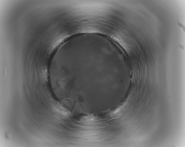 X0000099380351200805081451