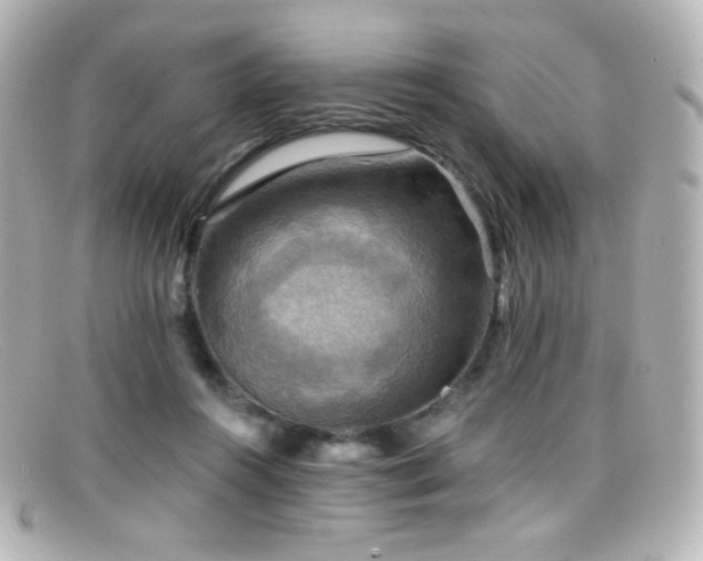 X0000099380360200805081451