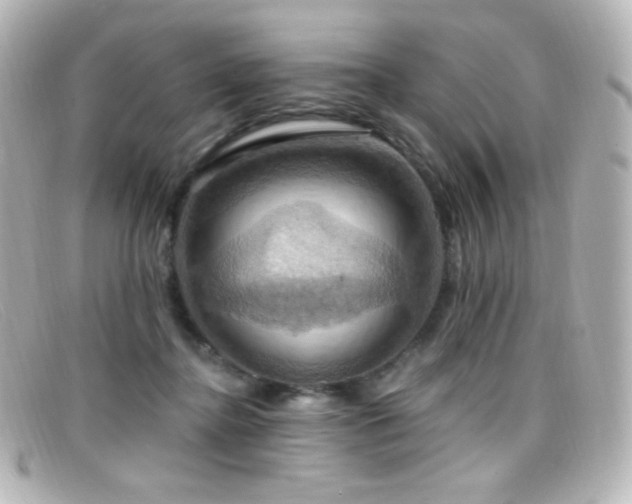 X0000099380364200805081451