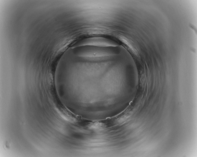 X0000099380459200805081450