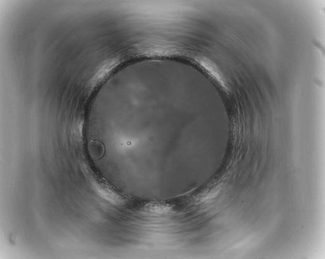 X0000099380491200805081449