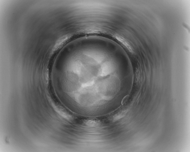 X0000099380494200805081449