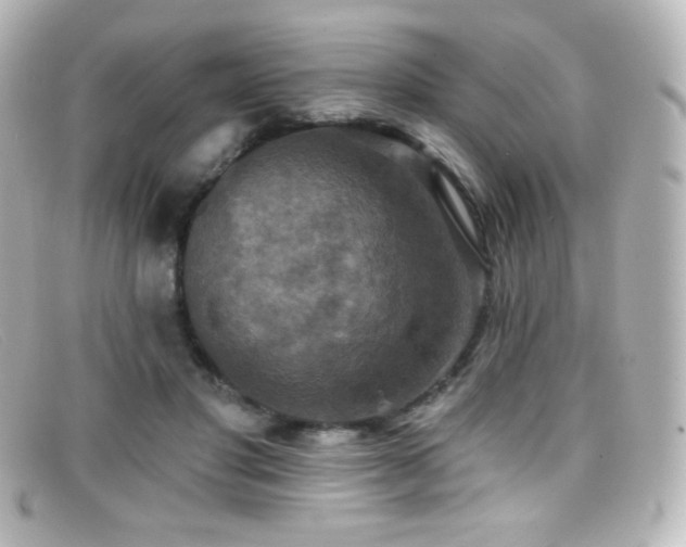 X0000099380501200805081449