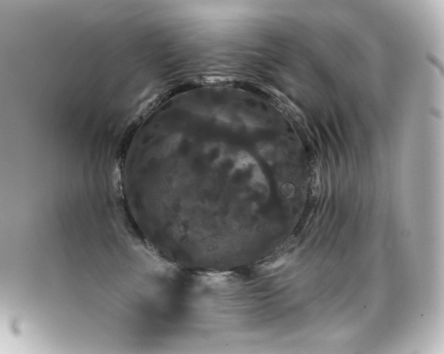 X0000099380523200805081449