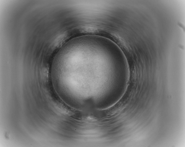 X0000099380739200805081445