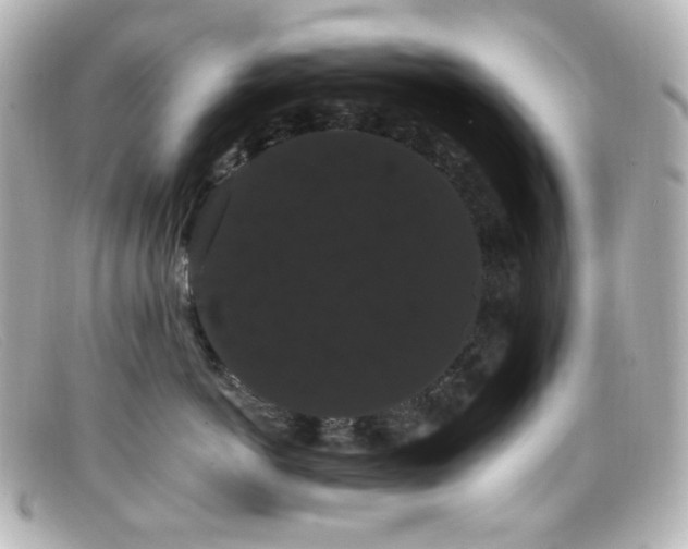X0000099380766200805081446