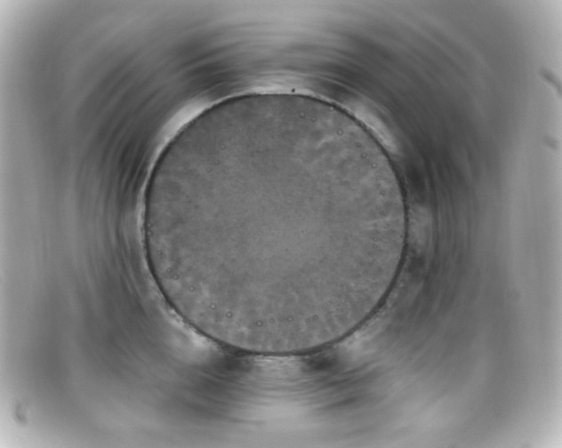 X0000099380856200805081444