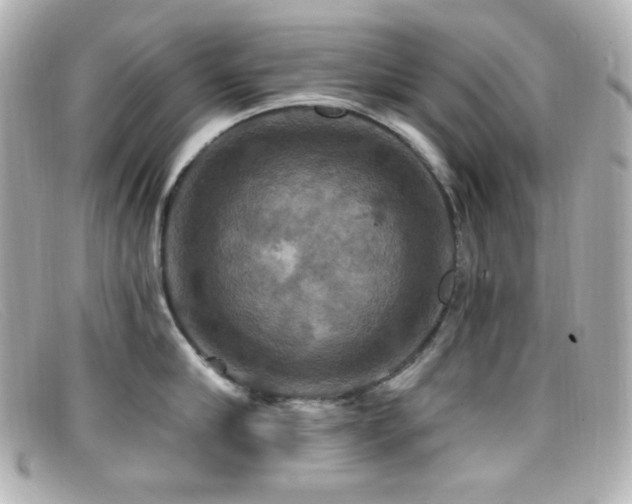 X0000099380910200805081443