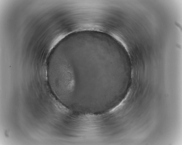 X0000099380925200805081442