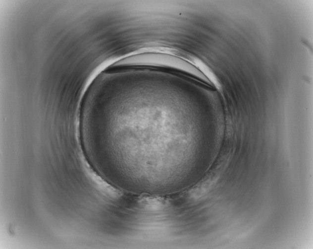 X0000099380955200805081443