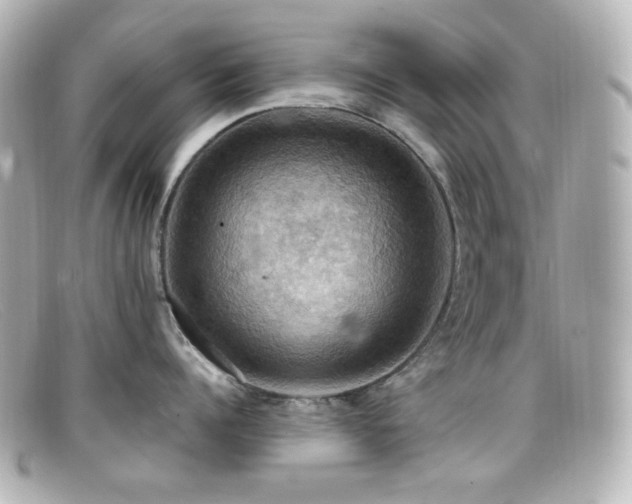 X0000099380960200805081443