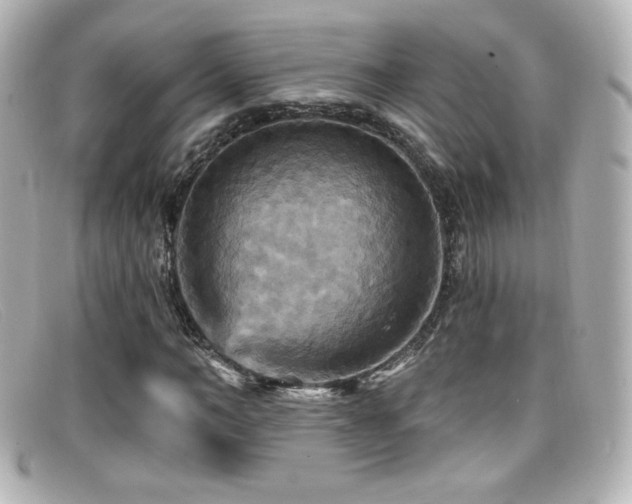 X0000099380966200805081442