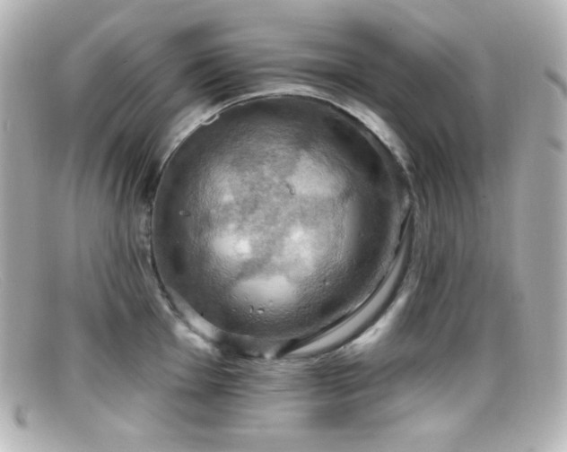 X0000099381001200805081442