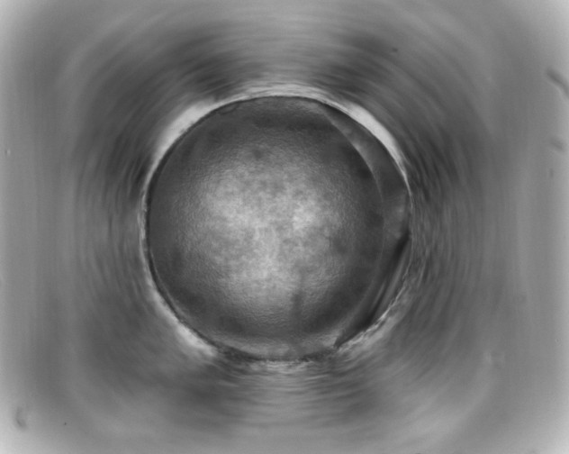 X0000099381005200805081442