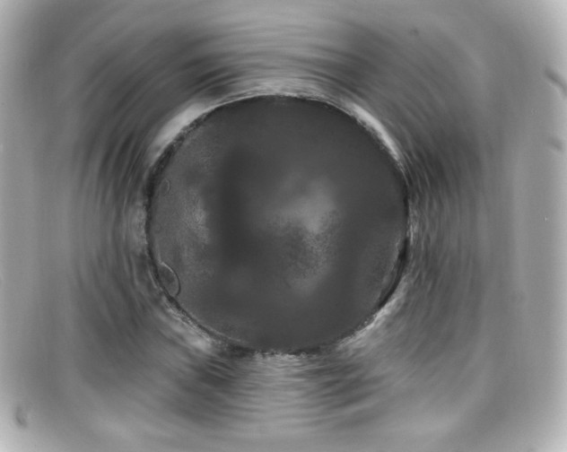 X0000099381019200805081441