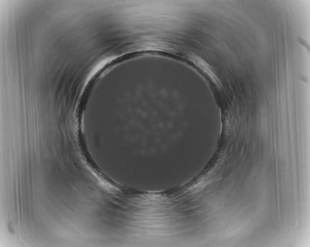 X0000099381024200805081441