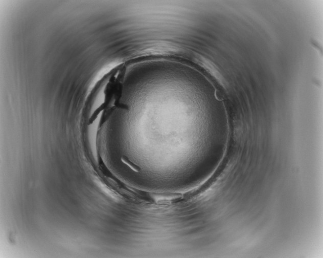 X0000099381026200805081441