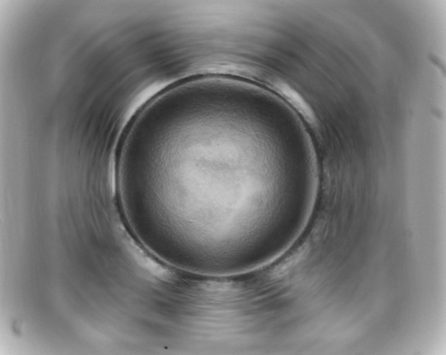 X0000099381036200805081441