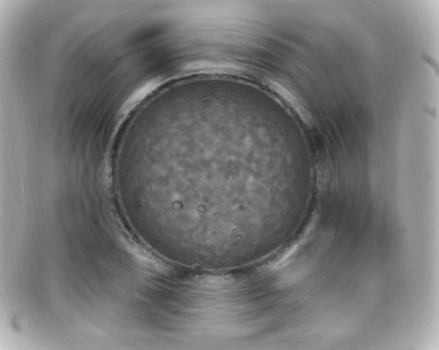 X0000099381074200805081441