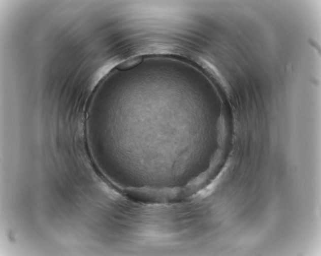 X0000099381081200805081440