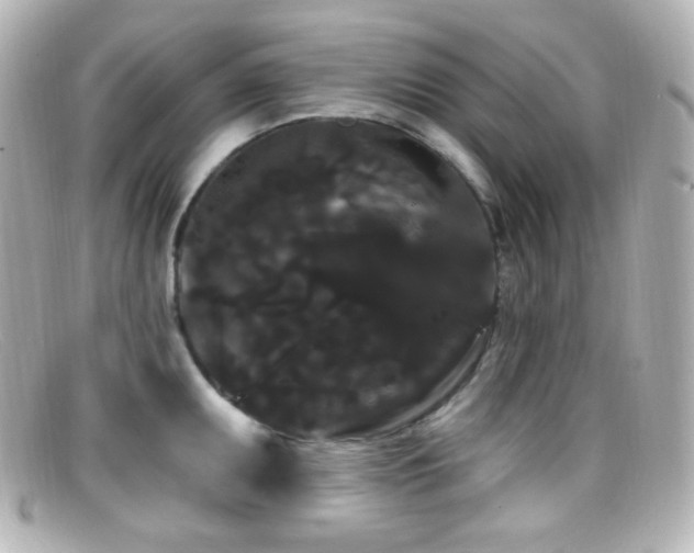 X0000099381095200805081440