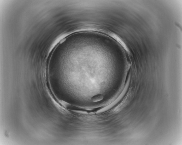 X0000099381101200805081440