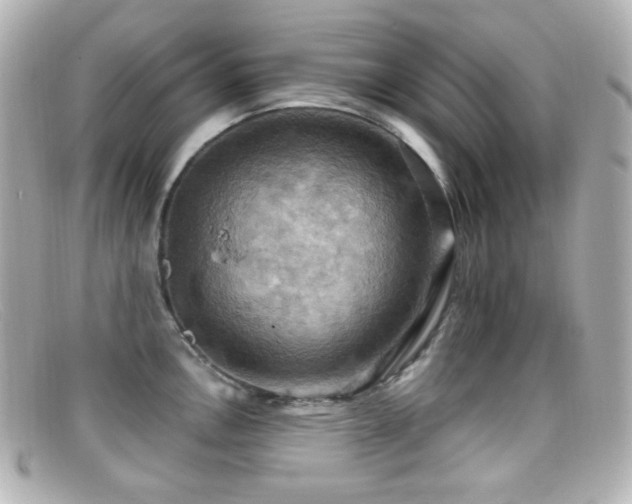 X0000099381146200805081440