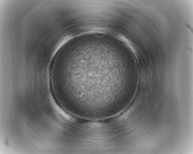 X0000099381235200805081438