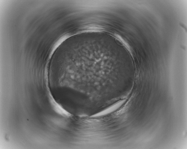 X0000099381243200805081439