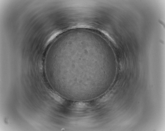 X0000099381266200805081438