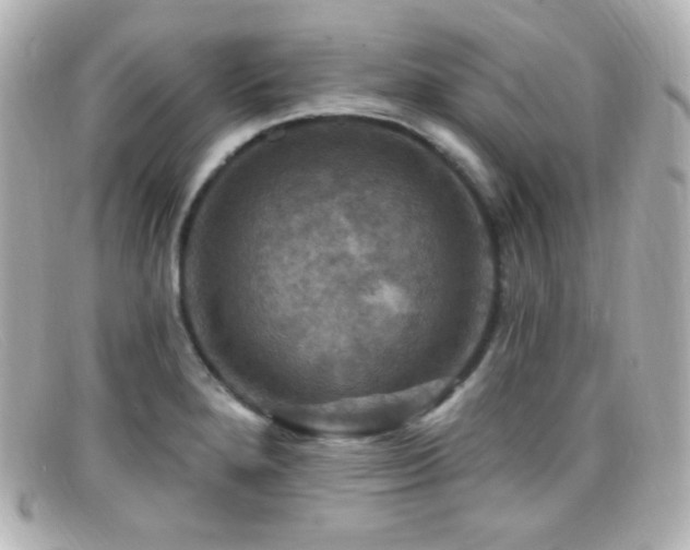 X0000099381280200805081437
