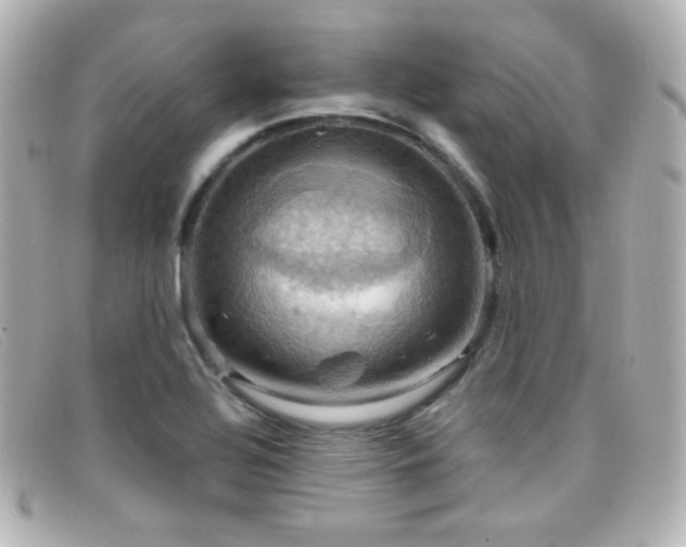 X0000099381320200805081437