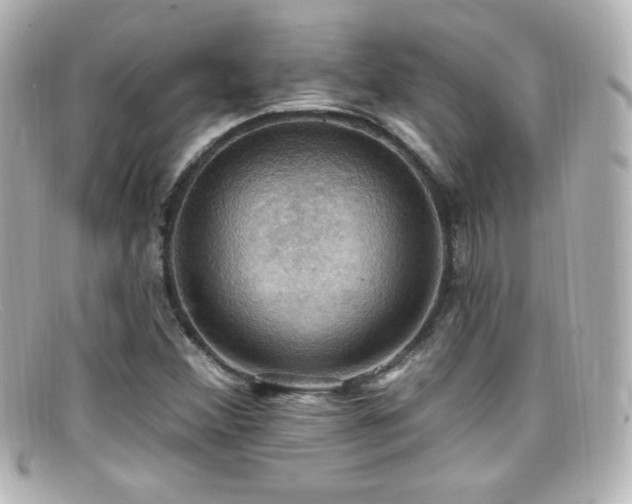 X0000099381356200805081436