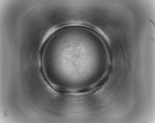 X0000099381368200805081436
