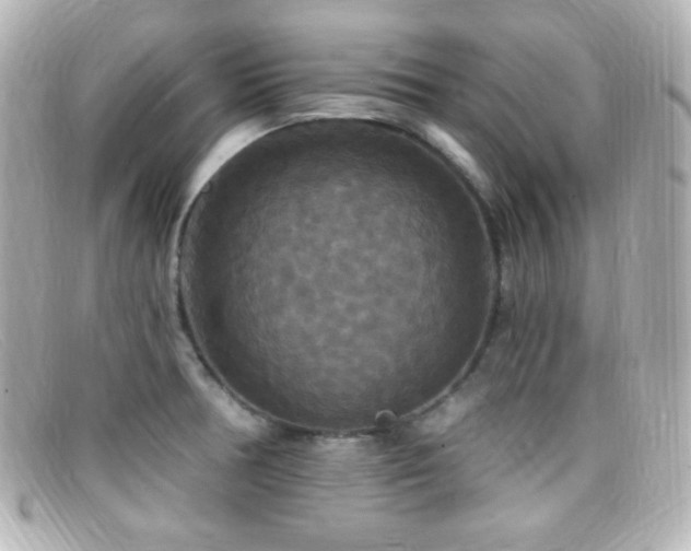 X0000099381378200805081436