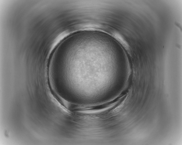 X0000099381384200805081436