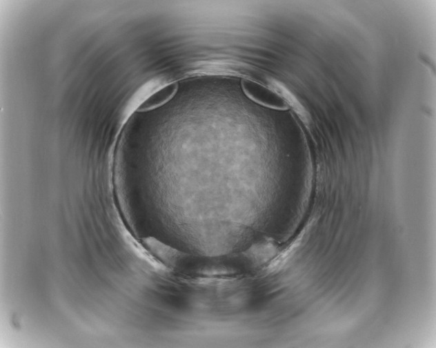 X0000099381386200805081436