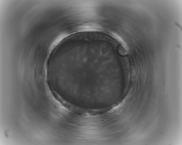 X0000099381419200805081436