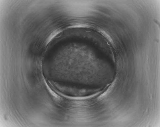 X0000099381425200805081436