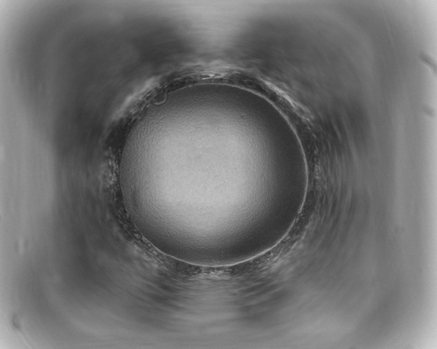 X0000099381447200805081435
