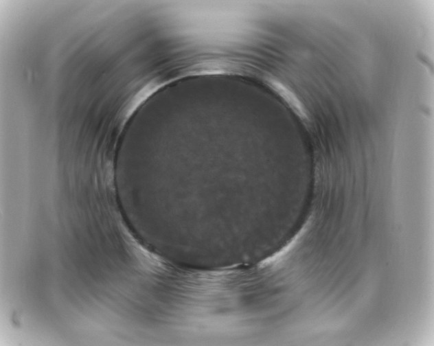 X0000099381465200805081435