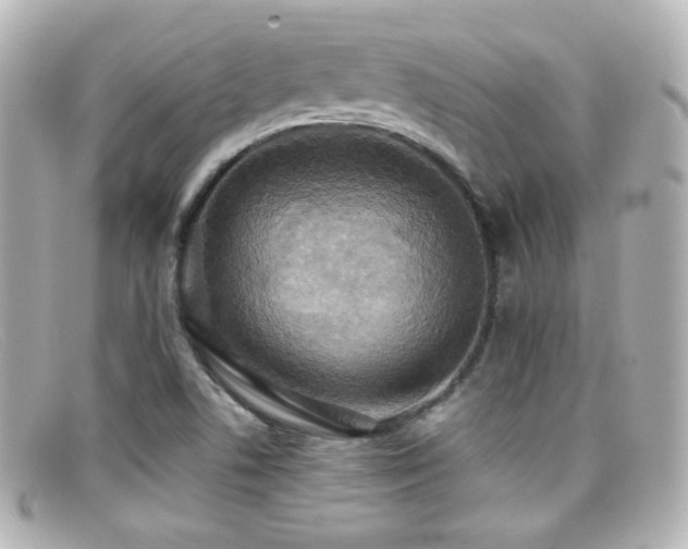 X0000099381506200805081434