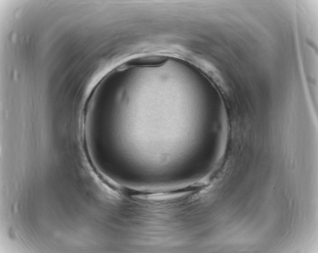 X0000099381520200805081434
